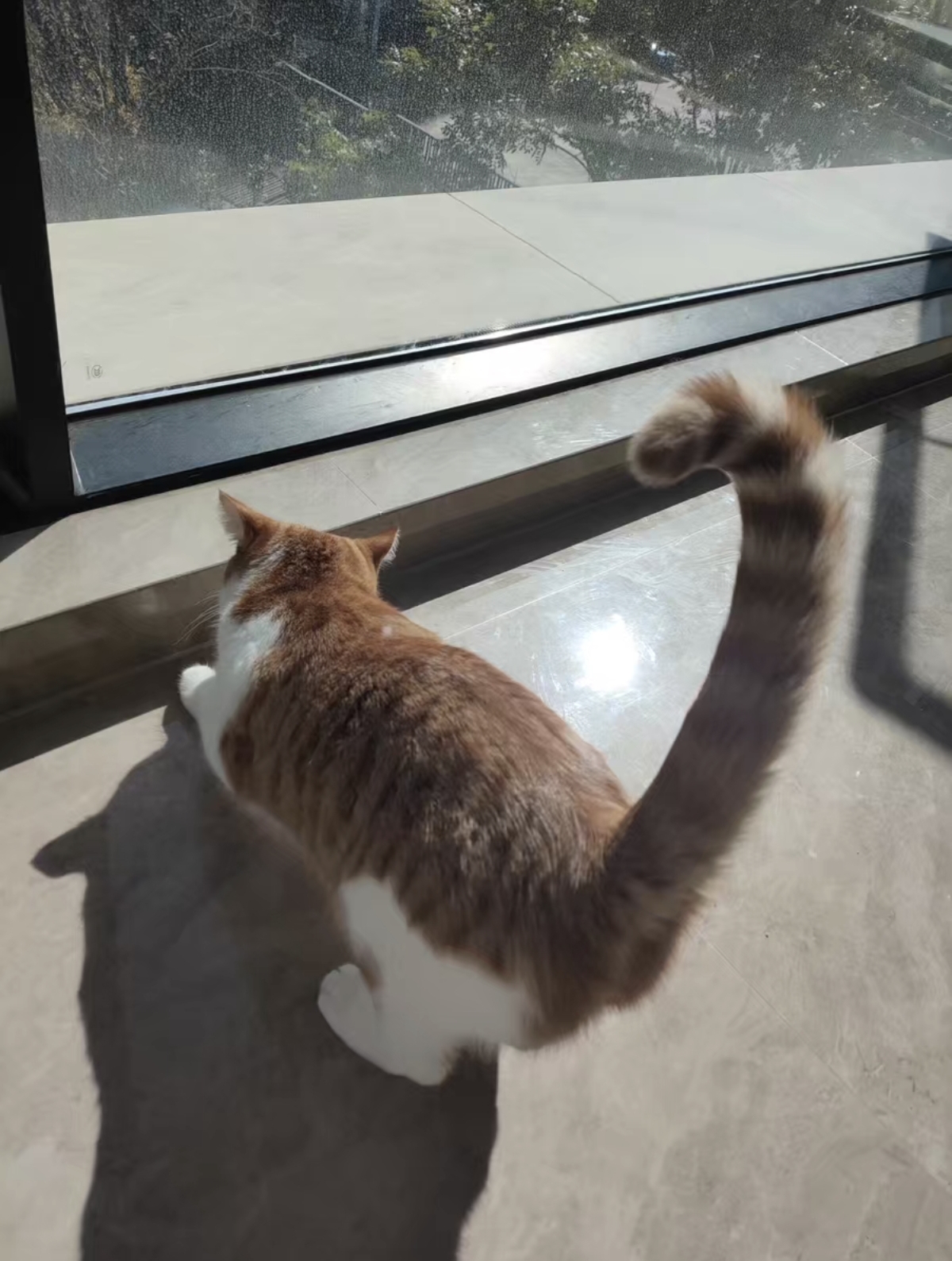 英短橘白,黄瞳,大包子脸,花纹清晰明显,色彩鲜艳,四个月疫苗全部打完